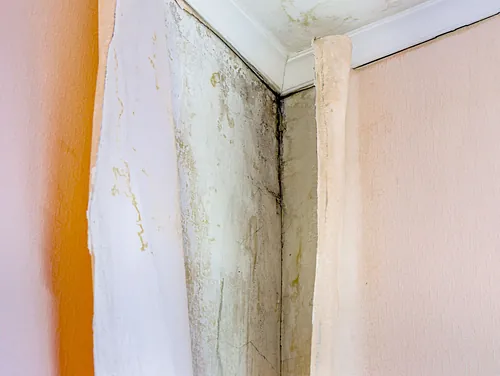 Mould Cleaning Bathroom Illustration Minimalist